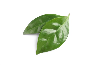 Photo of Fresh green coffee leaves isolated on white