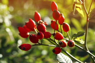 Photo of Rose hip bush with ripe red berries in garden, closeup