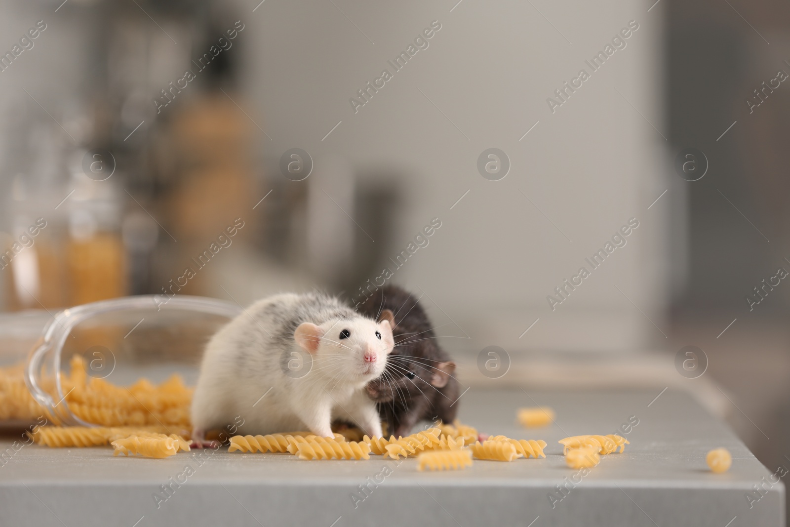 Photo of Rats near open container with pasta on kitchen counter. Household pest