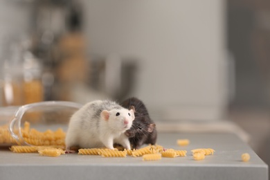 Rats near open container with pasta on kitchen counter. Household pest