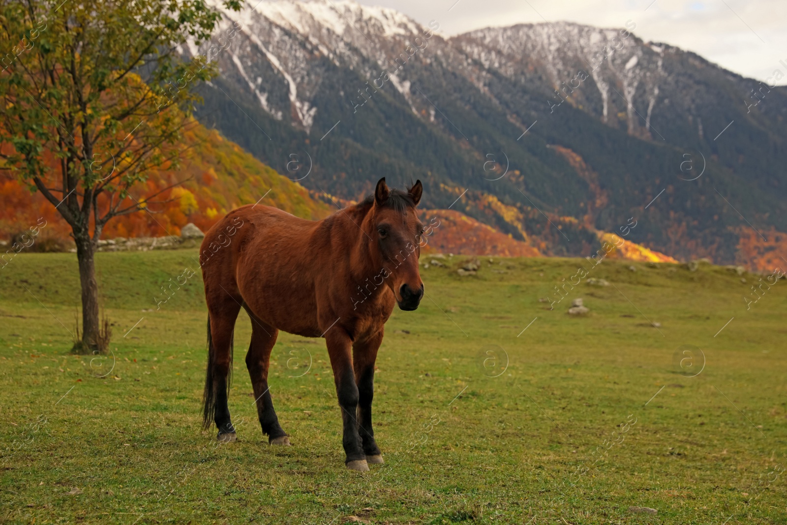 Photo of Brown horse in mountains on sunny day. Beautiful pet