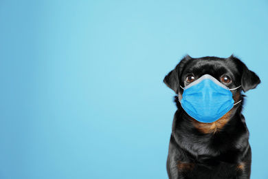 Image of Adorable black Petit Brabancon dog in medical mask on blue background, space for text. Virus protection