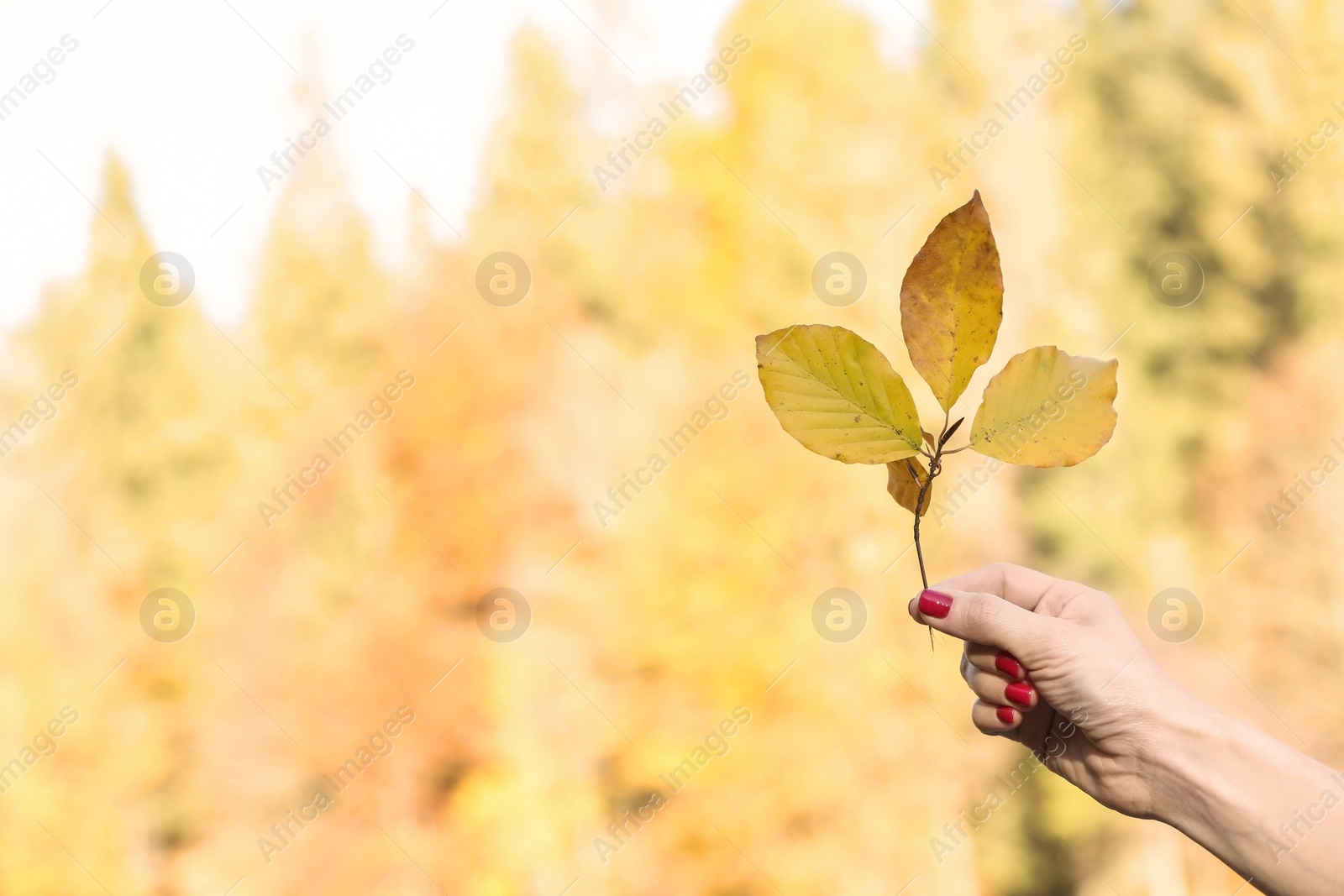 Photo of Woman holding tree twig with autumn leaves on blurred background. Space for text