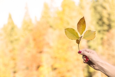 Photo of Woman holding tree twig with autumn leaves on blurred background. Space for text
