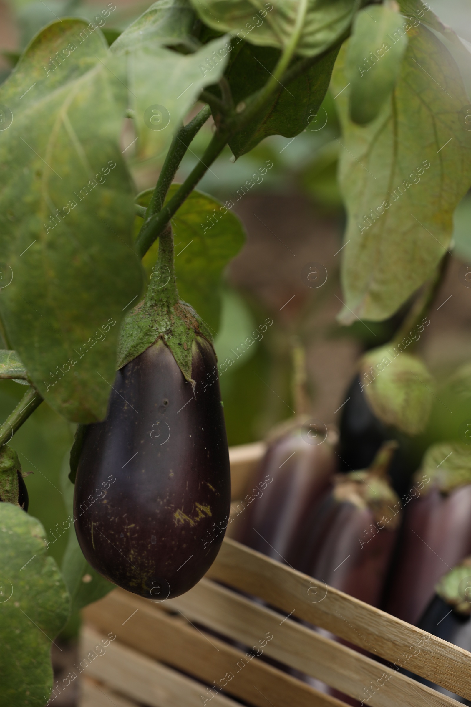 Photo of One ripe eggplant growing on stem outdoors