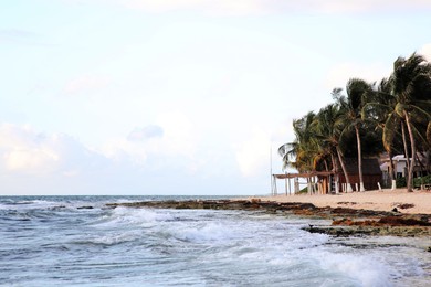 Photo of Beautiful tropical beach with palm trees near sea