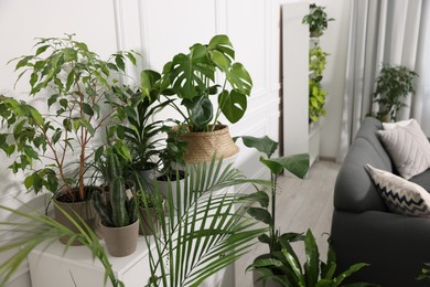 Photo of Many beautiful potted houseplants and furniture in room. Interior design