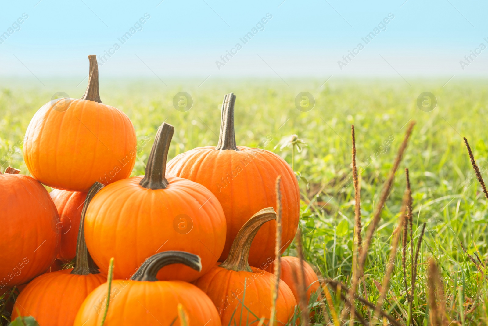 Photo of Many ripe orange pumpkins on green grass outdoors, space for text