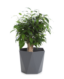 Photo of Pot with Ficus benjamina plant isolated on white. Home decor