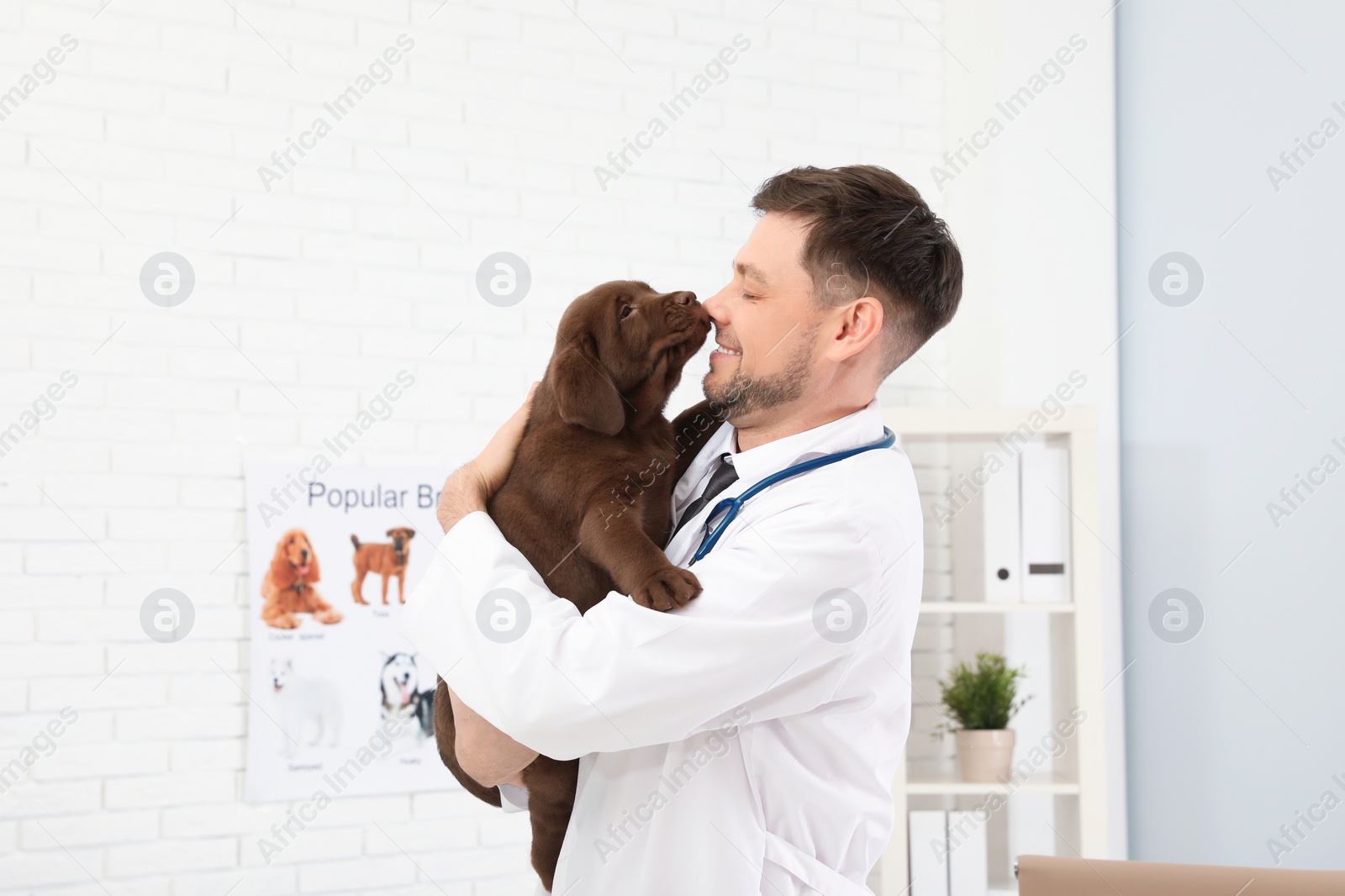 Photo of Professional veterinarian holding cute Labrador puppy in clinic