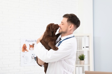 Photo of Professional veterinarian holding cute Labrador puppy in clinic