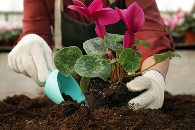 Photo of Woman planting flower in greenhouse, closeup. Home gardening