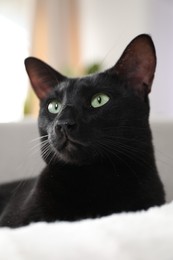 Photo of Adorable black cat with green eyes at home. Lovely pet