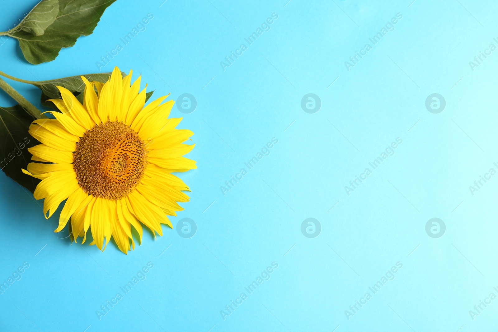 Photo of Beautiful bright sunflower on light blue background, top view. Space for text