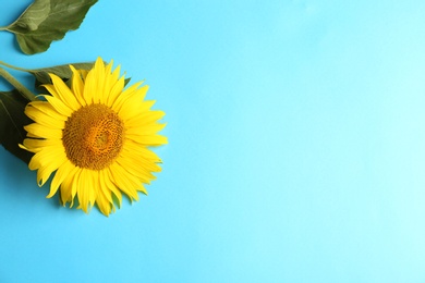 Beautiful bright sunflower on light blue background, top view. Space for text