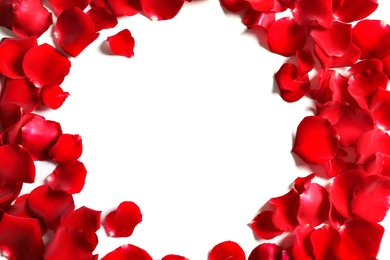 Red rose petals on white background, top view