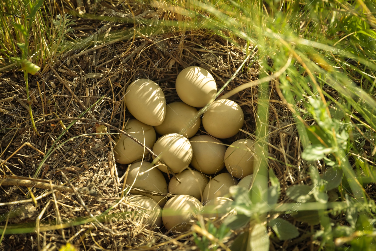 Photo of Beautiful bird's nest with many eggs hidden in grass on sunny day