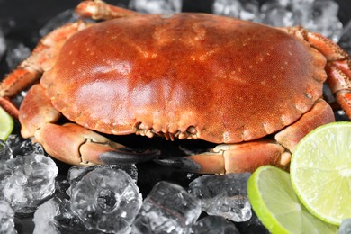 Delicious boiled crab, lime and ice on black table, closeup