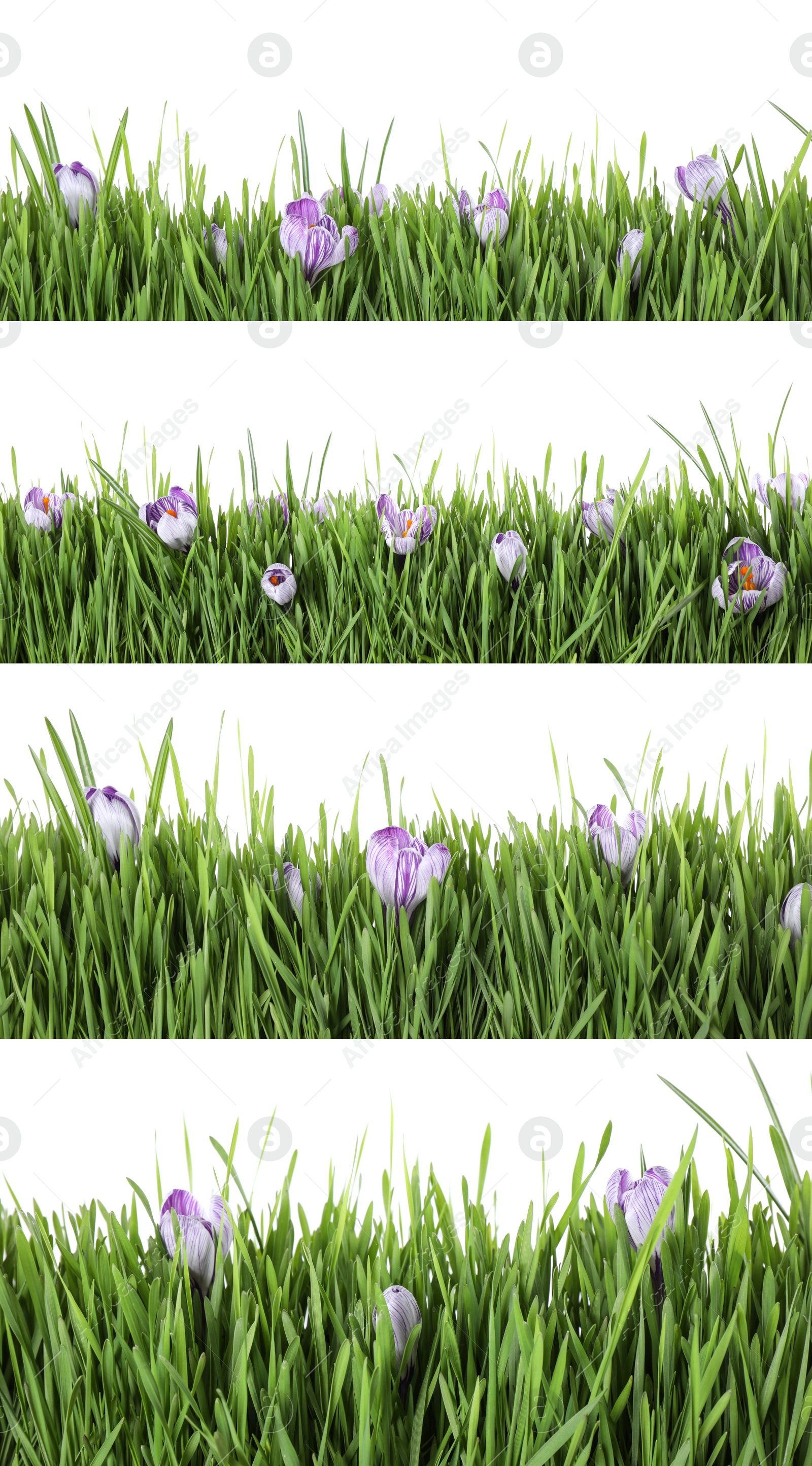 Image of Collage of fresh green grass with flowers on white background. Spring season