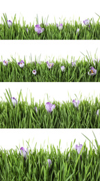 Image of Collage of fresh green grass with flowers on white background. Spring season