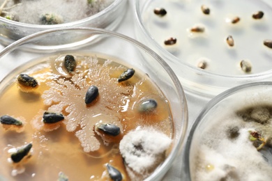 Germination and energy analysis of seeds on table, closeup. Laboratory research