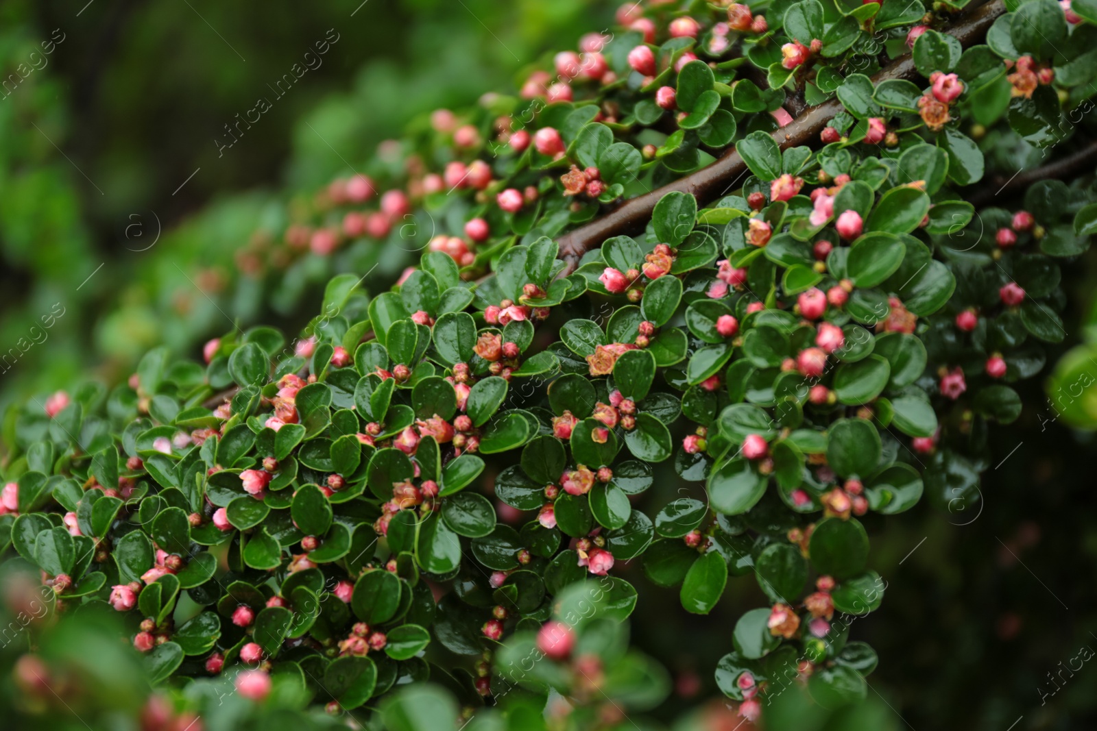 Photo of Beautiful blooming bush with rain drops in garden, closeup view