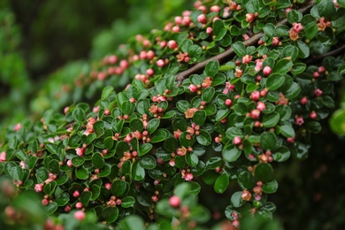 Beautiful blooming bush with rain drops in garden, closeup view