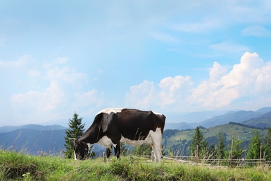 Photo of Cow grazing on green meadow in summer