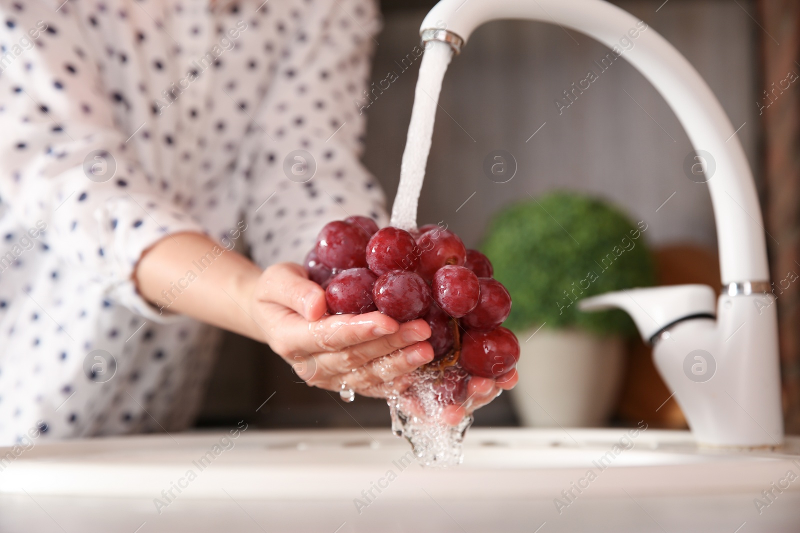 Photo of Woman washing fresh grapes in kitchen sink, closeup