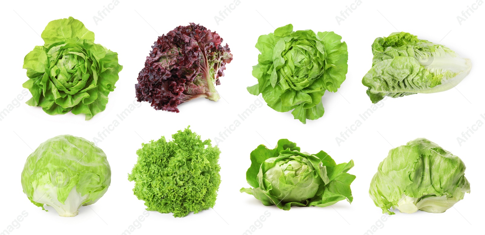 Image of Different types of lettuce isolated on white, collage design