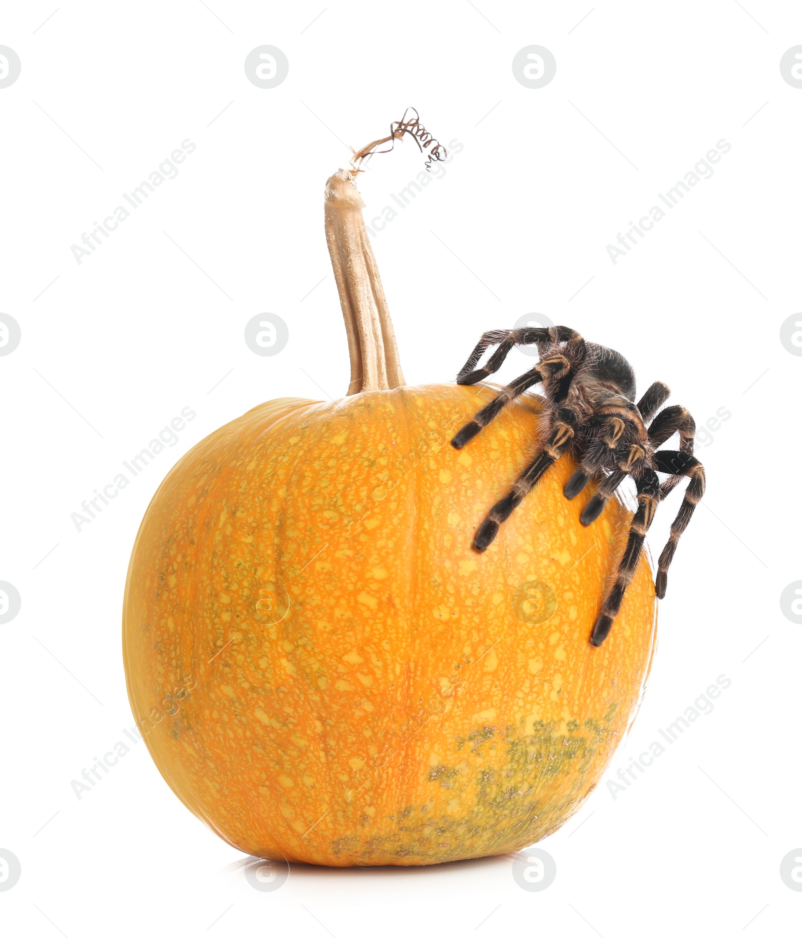 Photo of Striped knee tarantula and pumpkin isolated on white. Halloween celebration