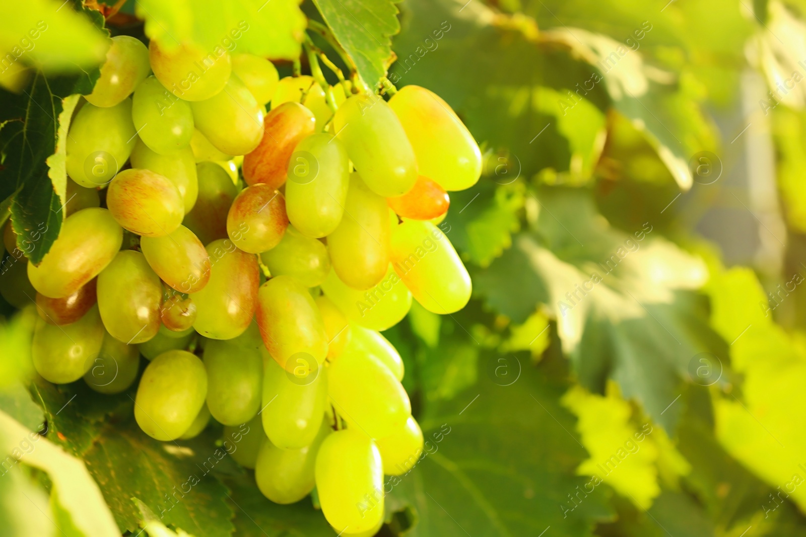 Photo of Fresh ripe juicy grapes growing on branch in vineyard