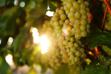 Photo of Fresh ripe juicy grapes growing in vineyard