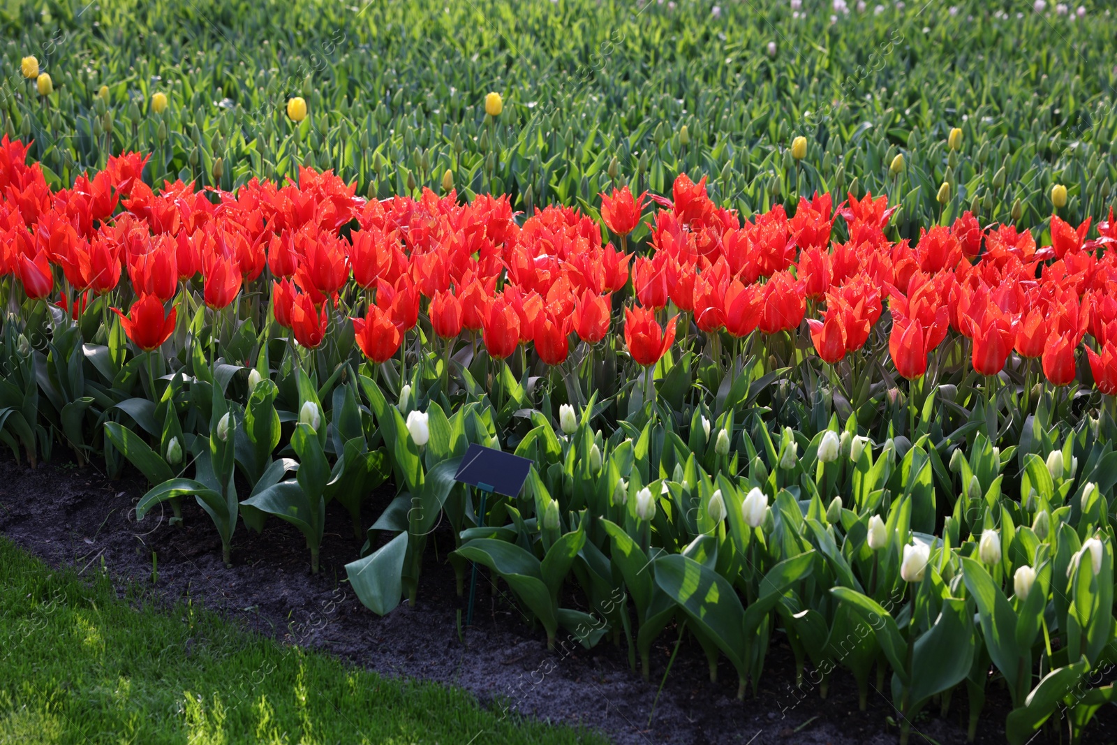 Photo of Beautiful tulip flowers growing outdoors on sunny day