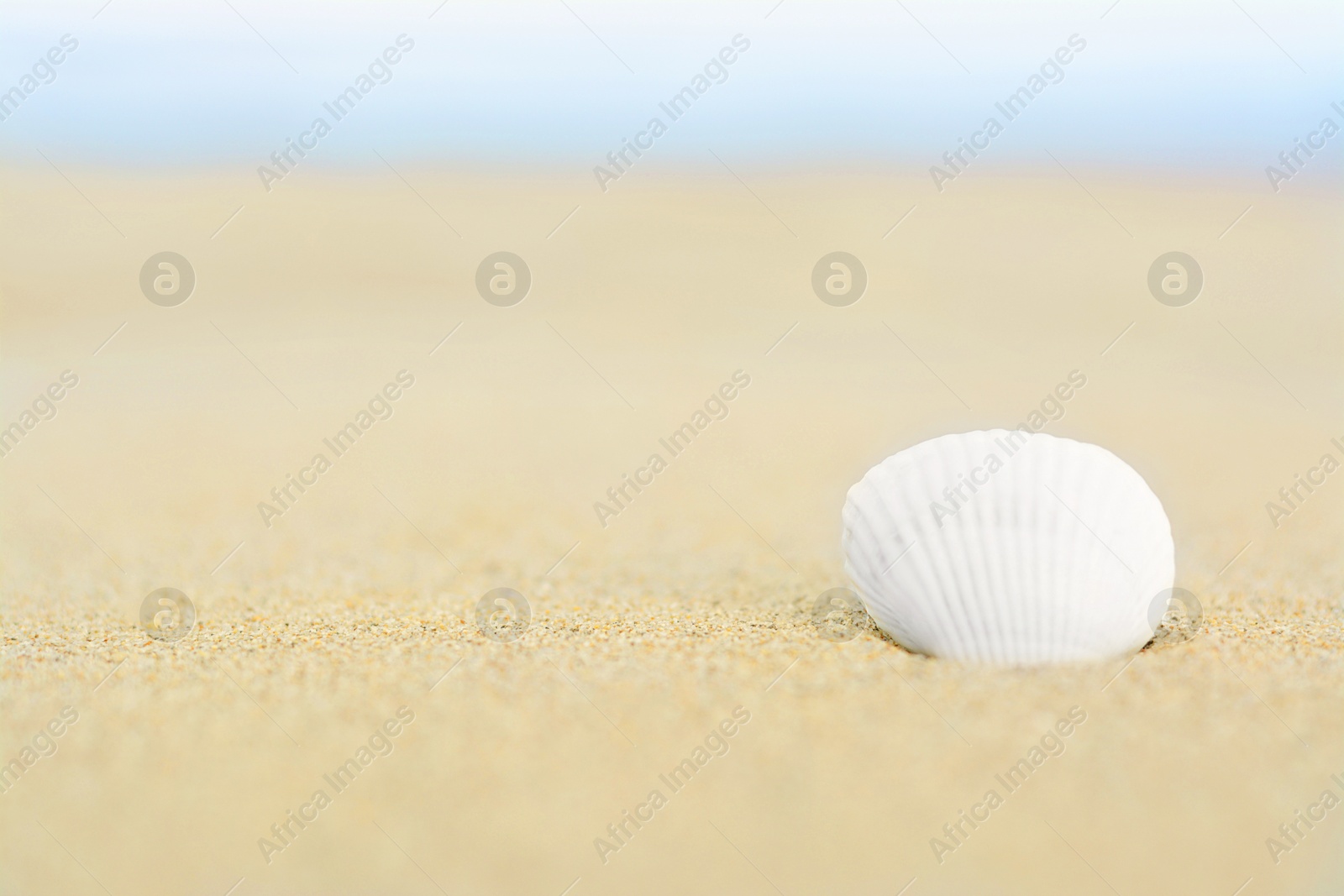 Photo of Beautiful seashell in sand on beach, closeup. Space for text