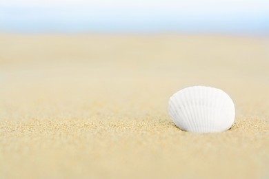 Photo of Beautiful seashell in sand on beach, closeup. Space for text