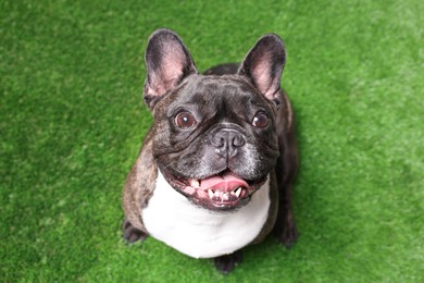 Photo of Adorable French Bulldog on green grass, above view. Lovely pet