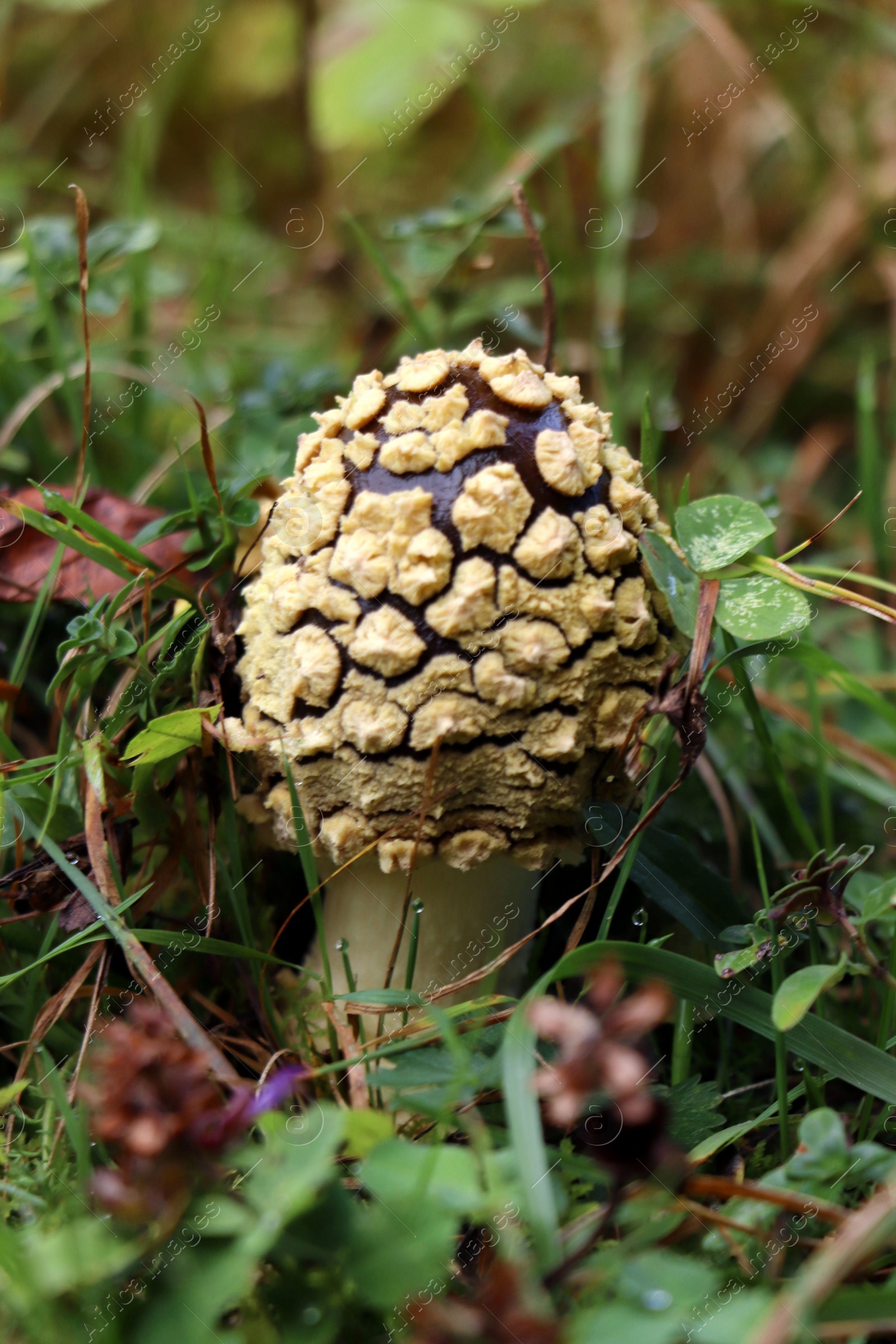 Photo of Small mushroom growing in green grass, closeup view