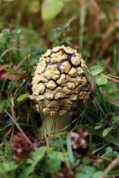 Photo of Small mushroom growing in green grass, closeup view