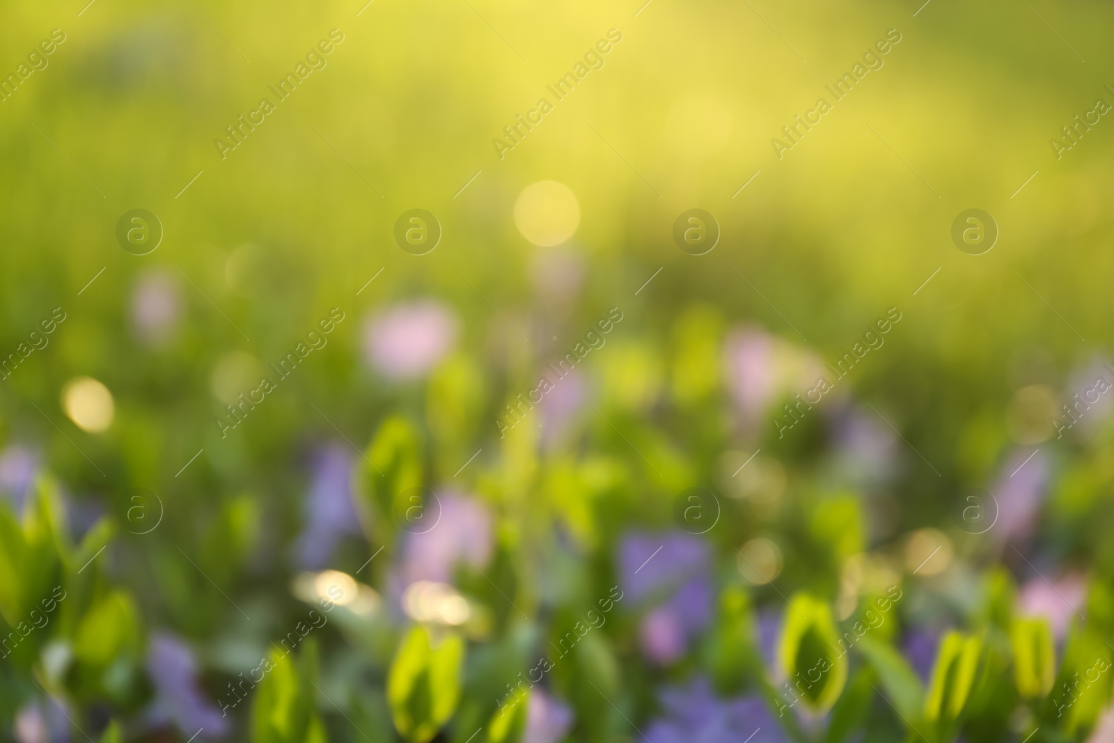 Photo of Blurred view of beautiful periwinkle flowers in garden