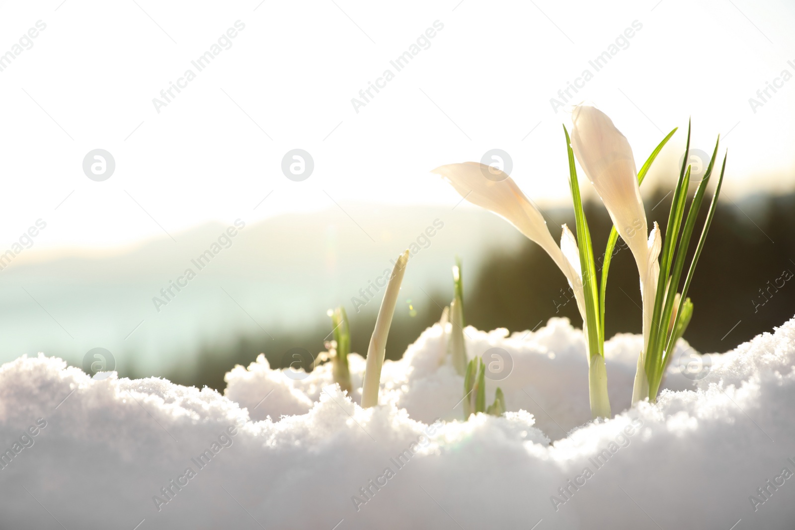 Photo of Beautiful crocuses growing through snow, space for text. First spring flowers