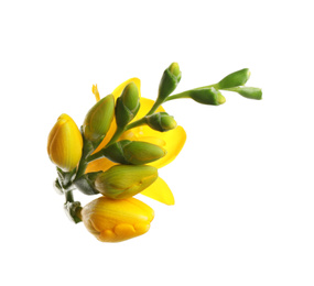 Photo of Beautiful yellow freesia flowers on white background