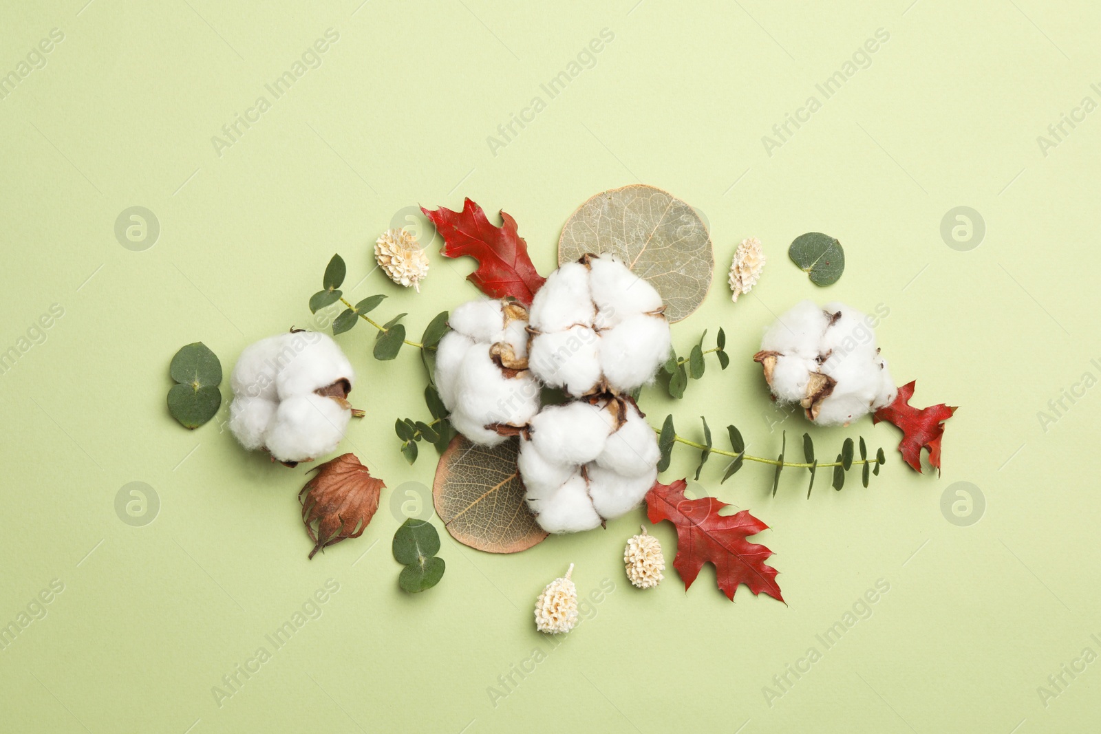 Photo of Flat lay composition with cotton flowers on green background