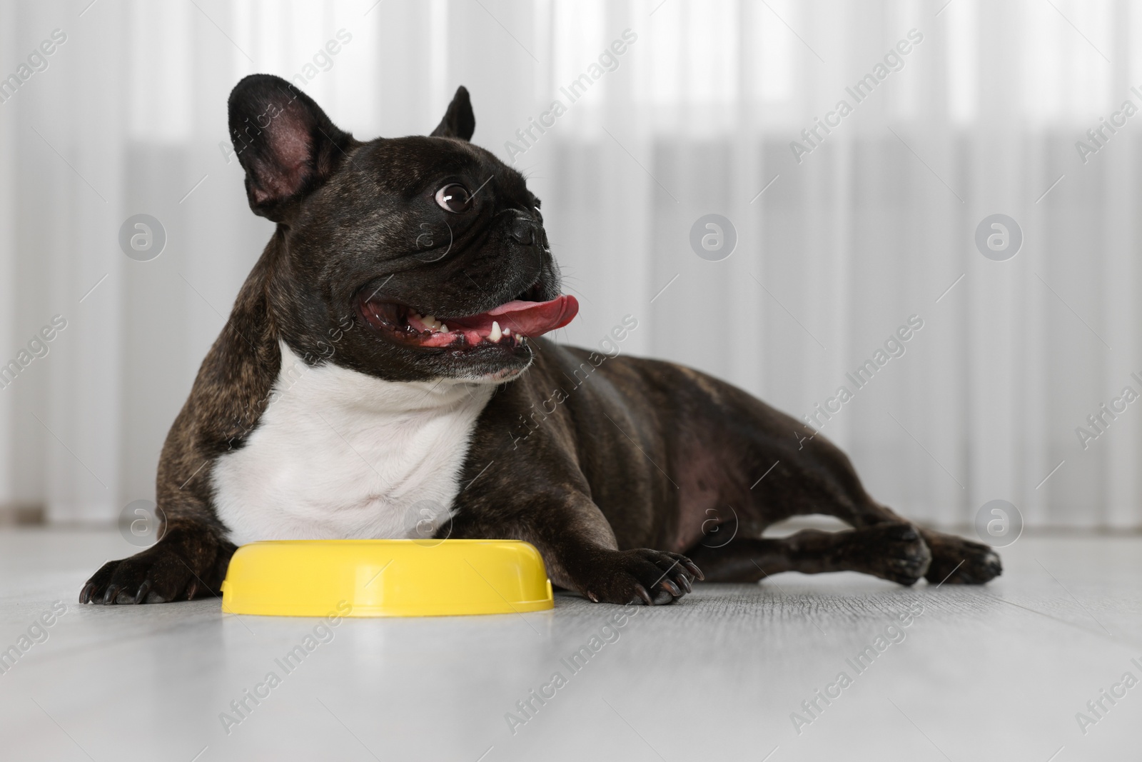 Photo of Adorable French Bulldog near yellow bowl indoors. Lovely pet