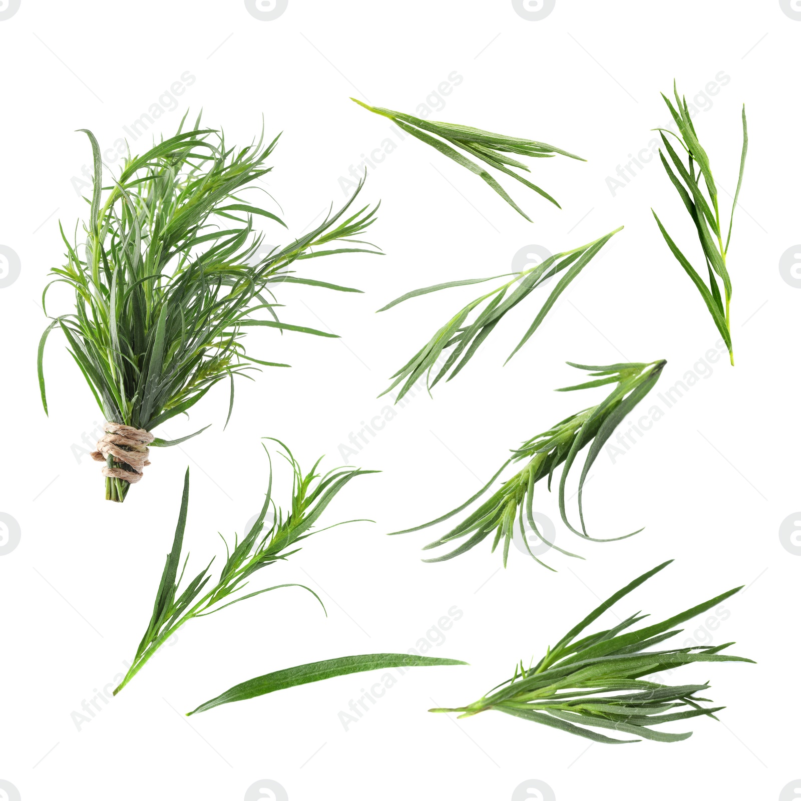 Image of Set with green tarragon isolated on white