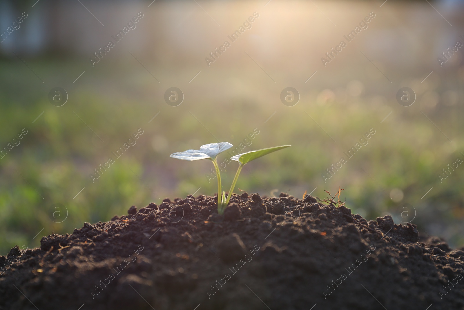 Photo of Beautiful young seedling growing in ground outdoors