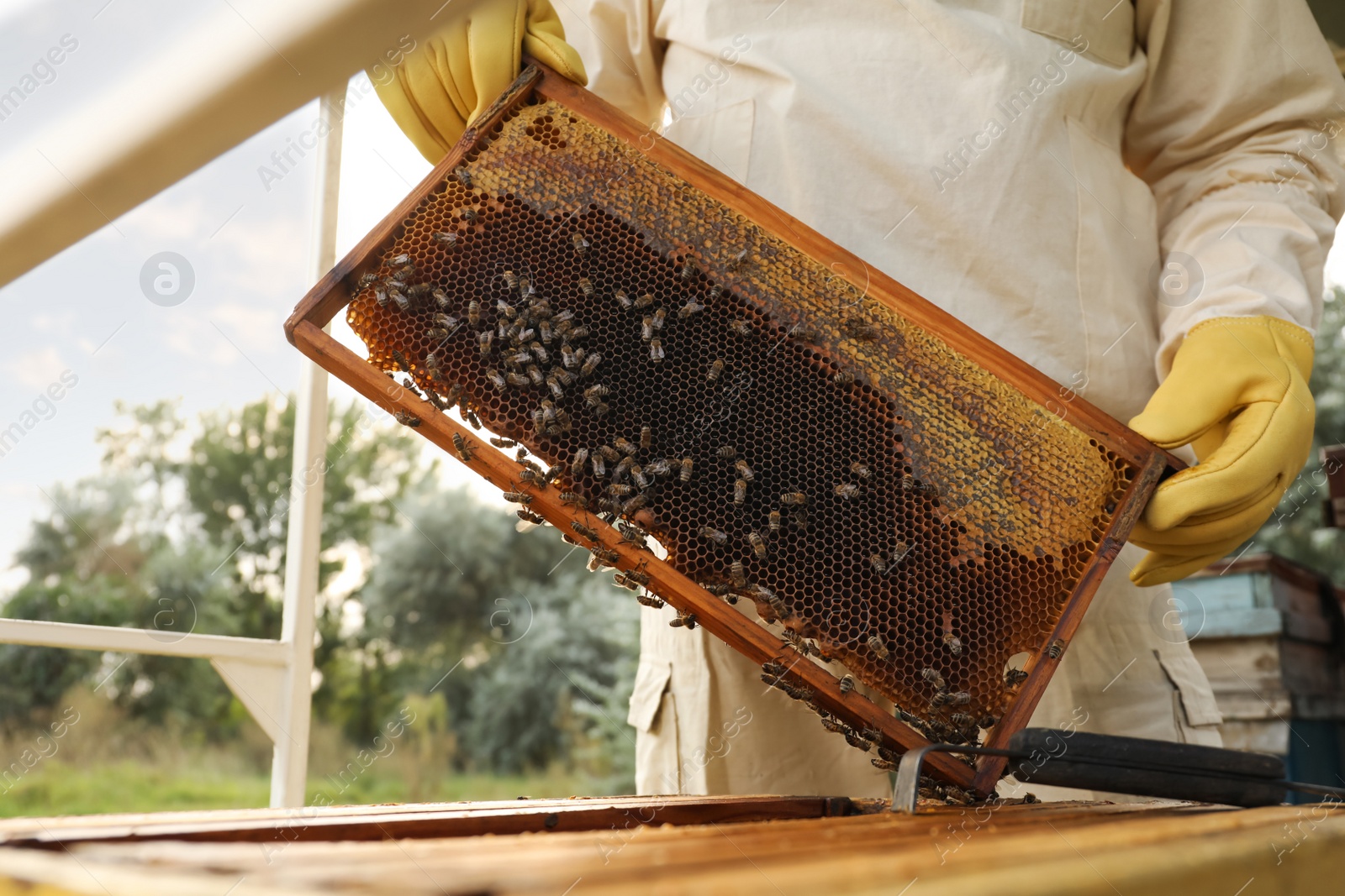 Photo of Beekeeper in uniform with honey frame at apiary, closeup