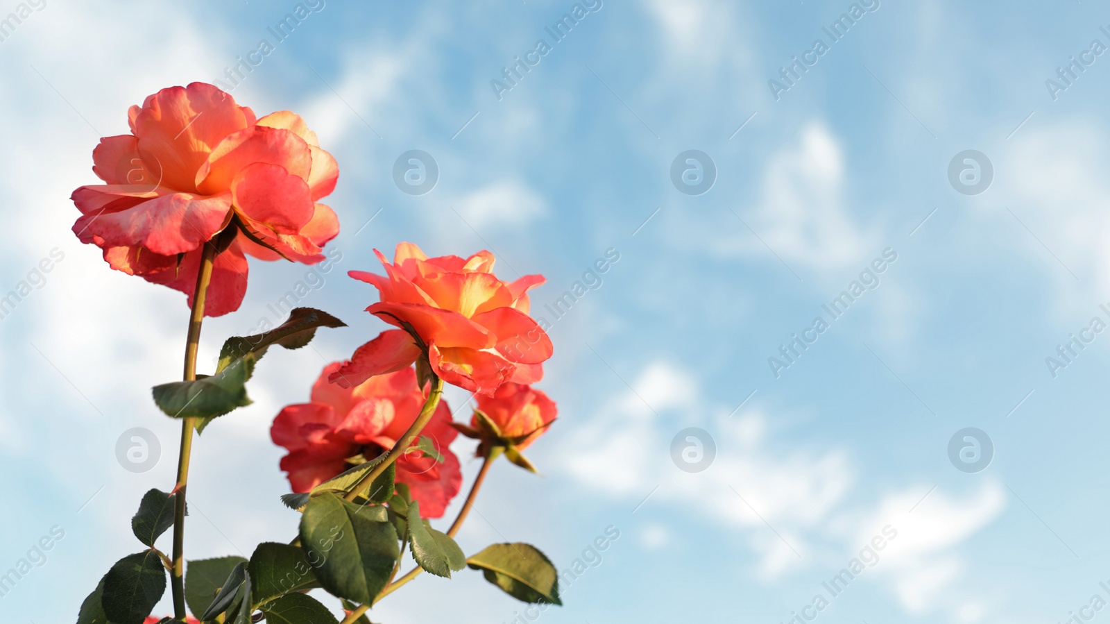 Photo of Green bush with beautiful roses in blooming garden on sunny day