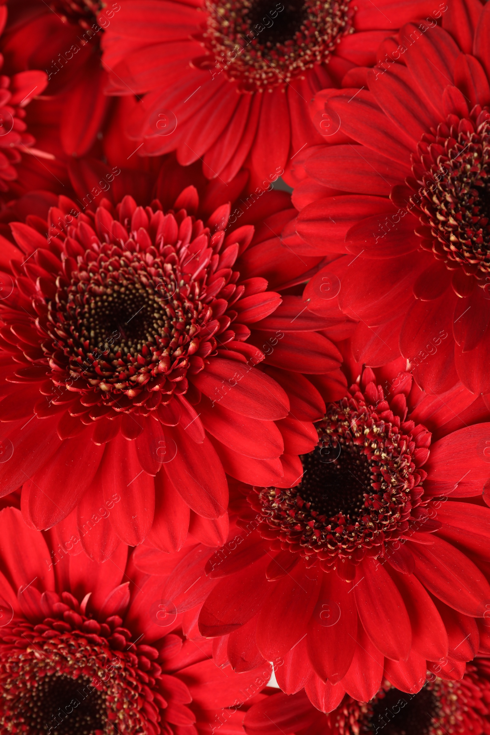 Photo of Bouquet of beautiful red gerbera flowers as background, closeup