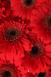 Bouquet of beautiful red gerbera flowers as background, closeup